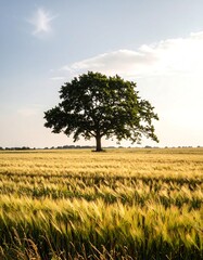 Fototapeta premium Lone tree in a golden field