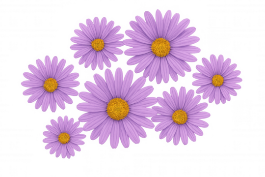 Purple asters floating, creating a beautiful floral arrangement, springtime, fresh blossom, nature, growth, transparent background