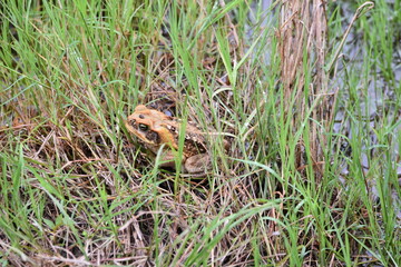 A cane toad in some bushes in the wild in Bejucal, Trinidad and Tobago.