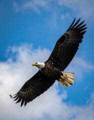 Obraz premium Majestic eagle soaring against a vibrant blue sky