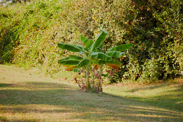 Backyard banana trees on a southern Georgia day!