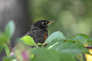 American Robin Bird, scientifically known as Turdus migratorius, seen in Central Park, Manhattan, New York City, USA.