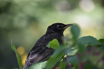 American Robin Bird, scientifically known as Turdus migratorius, seen in Central Park, Manhattan, New York City, USA.