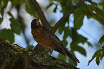 American Robin Bird, scientifically known as Turdus migratorius, seen in Central Park, Manhattan, New York City, USA.