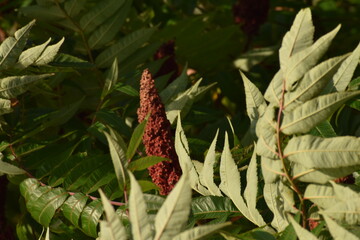 A fruiting clusters of a sumac plant, likely Staghorn Sumac which is scientifically known as Rhus typhina, in Manhattan, New York,  USA.