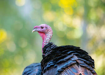 Wild Turkey (Meleagris gallopavo) Portrait in Natural Light with Soft Green Background