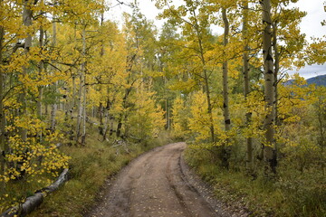 Autumn Road