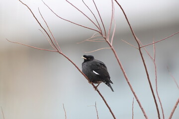 The crested myna (Acridotheres cristatellus cristatellus), also known as the Chinese starling, is a species of starling in the genus Acridotheres. This photo was taken in Japan.