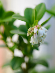 Small white flowers of lingonberry (Vaccinium vitis-idaea) on a twig with green leaves.

