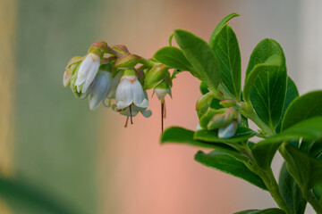 Small white flowers of lingonberry (Vaccinium vitis-idaea) on a twig with green leaves.
