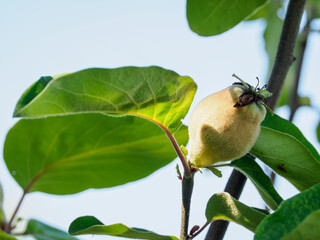 Unripe fruits of the common quince (Cydonia oblonga) on a tree with green leaves.
