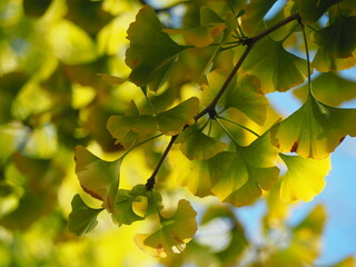色づきはじめたイチョウの葉