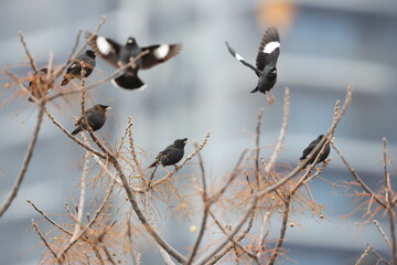 The crested myna (Acridotheres cristatellus cristatellus), also known as the Chinese starling, is a species of starling in the genus Acridotheres. This photo was taken in Japan.