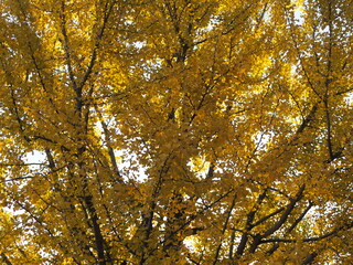 秋の風景　紅葉したイチョウ