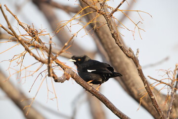 The crested myna (Acridotheres cristatellus cristatellus), also known as the Chinese starling, is a species of starling in the genus Acridotheres. This photo was taken in Japan.