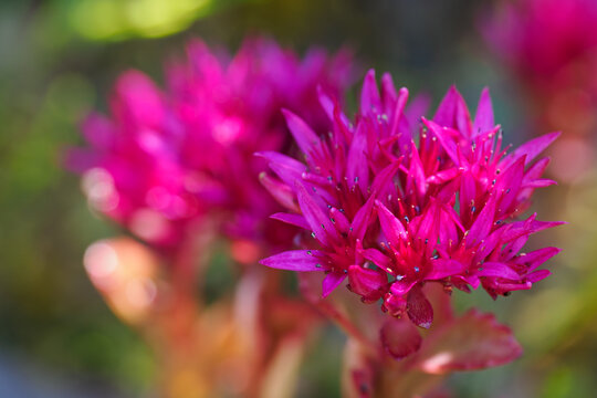 Beautiful purple flowers of stonecrop (Sedum) in close-up.
 - Powered by Adobe
