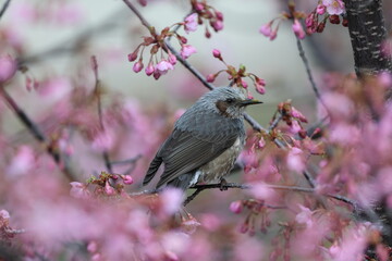 The brown-eared bulbul (Hypsipetes amaurotis amaurotis) is a medium-sized bulbul native to eastern Asia. This photo was taken in Osaka, Japan.