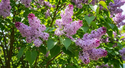 Obraz premium Cluster of Vibrant Purple Lilac Flowers Blooming on Green Branches in Sunlit Garden
