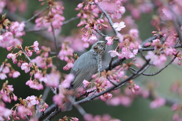 The brown-eared bulbul (Hypsipetes amaurotis amaurotis) is a medium-sized bulbul native to eastern Asia. This photo was taken in Osaka, Japan.