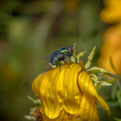 Metallic Green Fly on Bright Yellow Flower in Close-Up Nature Photograph