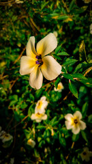 yellow plumeria flower