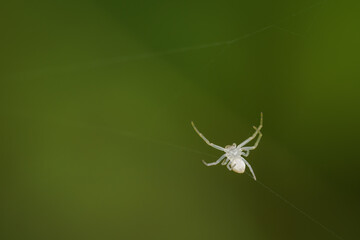 A small white spider on a strand of web with a green background.
