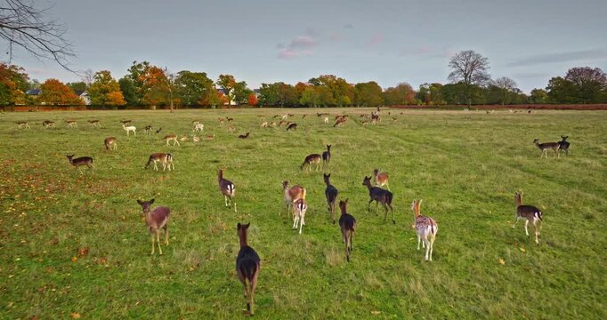 Large group of fallow deer running and grazing on green field park, during a colorful autumn sunset, creating a peaceful and natural scene. Wild animals nature landscape. Aerial drone footage