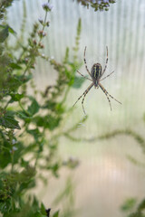 A wasp spider (Argiope bruennichi) on its web outdoors near a plastic greenhouse.
