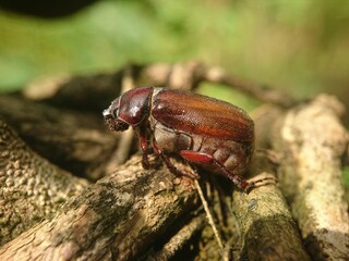 June bug, genus Phyllophaga.