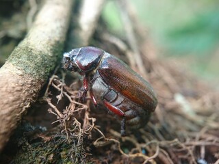 June bug, genus Phyllophaga.