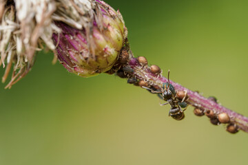 A brown ant on a thistle stem with black aphids.
