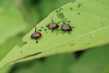 Japanese beetles on a leaf