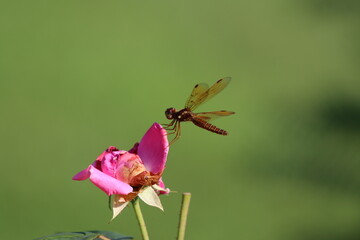 An eastern amber wing dragonfly on a withered rose 