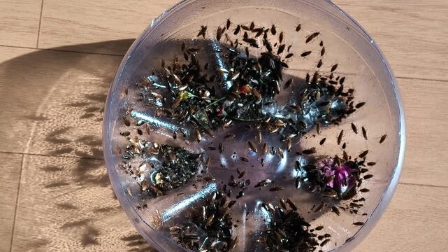 Sanitary problem concept featuring live cockroaches imprisoned in a waste plastic bottle."