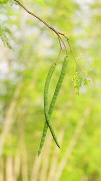 Close-up of two fresh green moringa pods, drumsticks, on an oleifera tree branch in a plantation