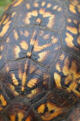Vertical closeup photo of a box turtle's shell