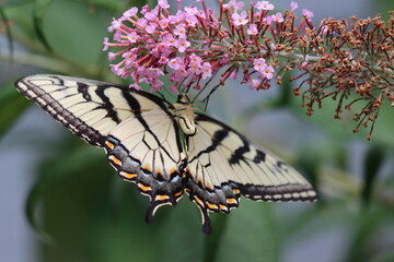 Underside of an eastern tiger swallowtail butterfly enjoying a butterfly bush