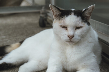 むすっとした表情の白い猫