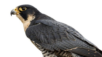 Fototapeta premium Beautiful peregrine black falcon cut out on PNG. AI GENERATED.