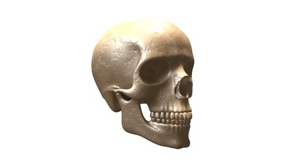 Photorealistic Human Skull.A highly detailed, photorealistic 3D rendering of a human skull. Perfect for projects with a mysterious, historical, or macabre theme.