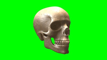 Photorealistic Human Skull on Green Screen.
A highly detailed, photorealistic 3D rendering of a human skull, set on a solid green background for easy compositing. Perfect for projects.