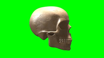 Photorealistic Human Skull on Green Screen.
A highly detailed, photorealistic 3D rendering of a human skull, set on a solid green background for easy compositing. Perfect for projects.