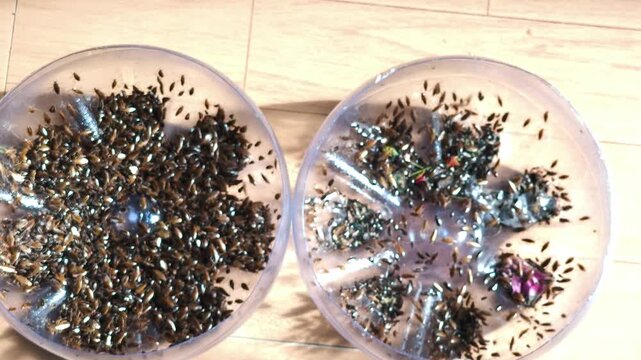 Many small pest insects struggling to escape from a homemade bottle trap."