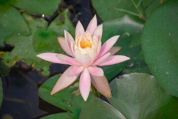 Lotus flower at Beitou literary Trail in Taipei