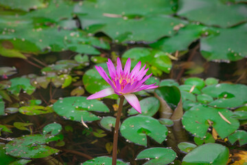Lotus flower at Beitou literary Trail in Taipei