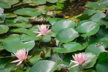 Lotus flower at Beitou literary Trail in Taipei