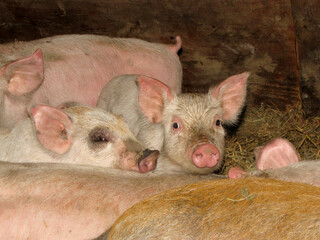 Young pink piglets sleeping together on straw bedding in farm barn