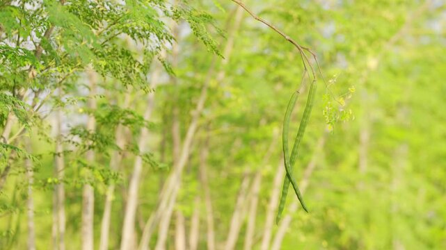 Fresh immature green moringa seed pods, known as drumsticks, on branch of moringa oleifera tree in tropical plantation