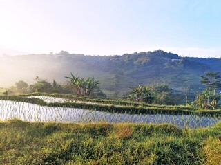 Misty morning light illuminates terraced rice paddies with lush green hills and trees in the background, creating a serene agricultural landscape.