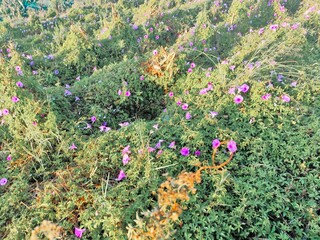 Close-up view of a field densely covered with small purple flowers and green foliage.
